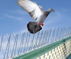 Bird Netting Services in Delhi & Bird Control Solutions