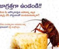 Best Rodent Removal Solutions in Kurnool