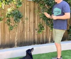 Best Dog Training Charlotte NC