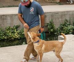 San Antonio Dog Training