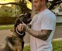 Personal Dog Trainer Tampa FL