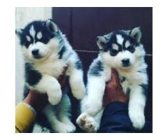 TOP QUALITY SIBERIAN HUSKY PUPPIES AVAILABLE