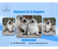 Himalayan Cats for Sale | Kittens for Sale in Bangalore