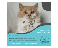 Persian Cats for Sale in Bangalore