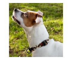 Dog Face Pet Collar