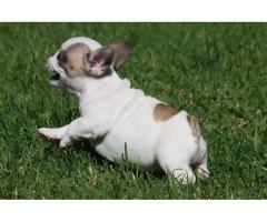 French bulldog puppies for good home