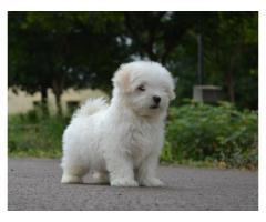 Maltese puppies available with kci paper and microchip